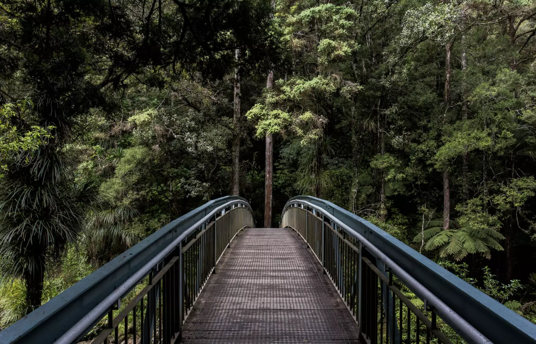 Un pont vers la forêt